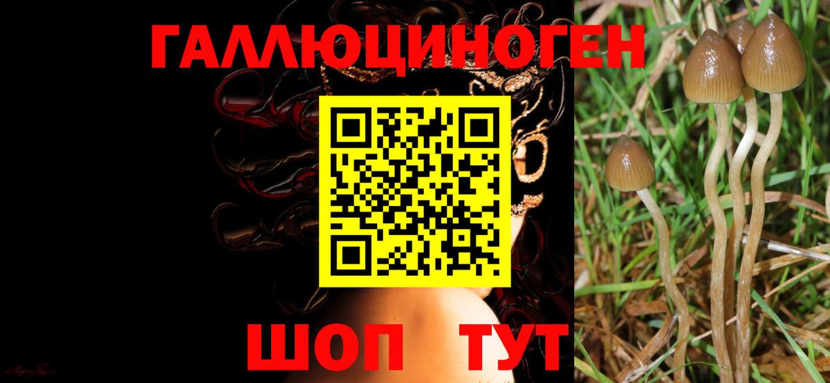 Псилоцибиновые грибы Psilocybe  Вход с VPN  Псилоцибиновые грибы мухоморы  Долгопрудный 